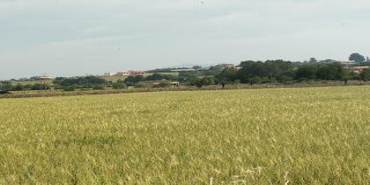 Manacor, baleares, Islas Baleares, España 07500, ,Terreno,En venta,3938